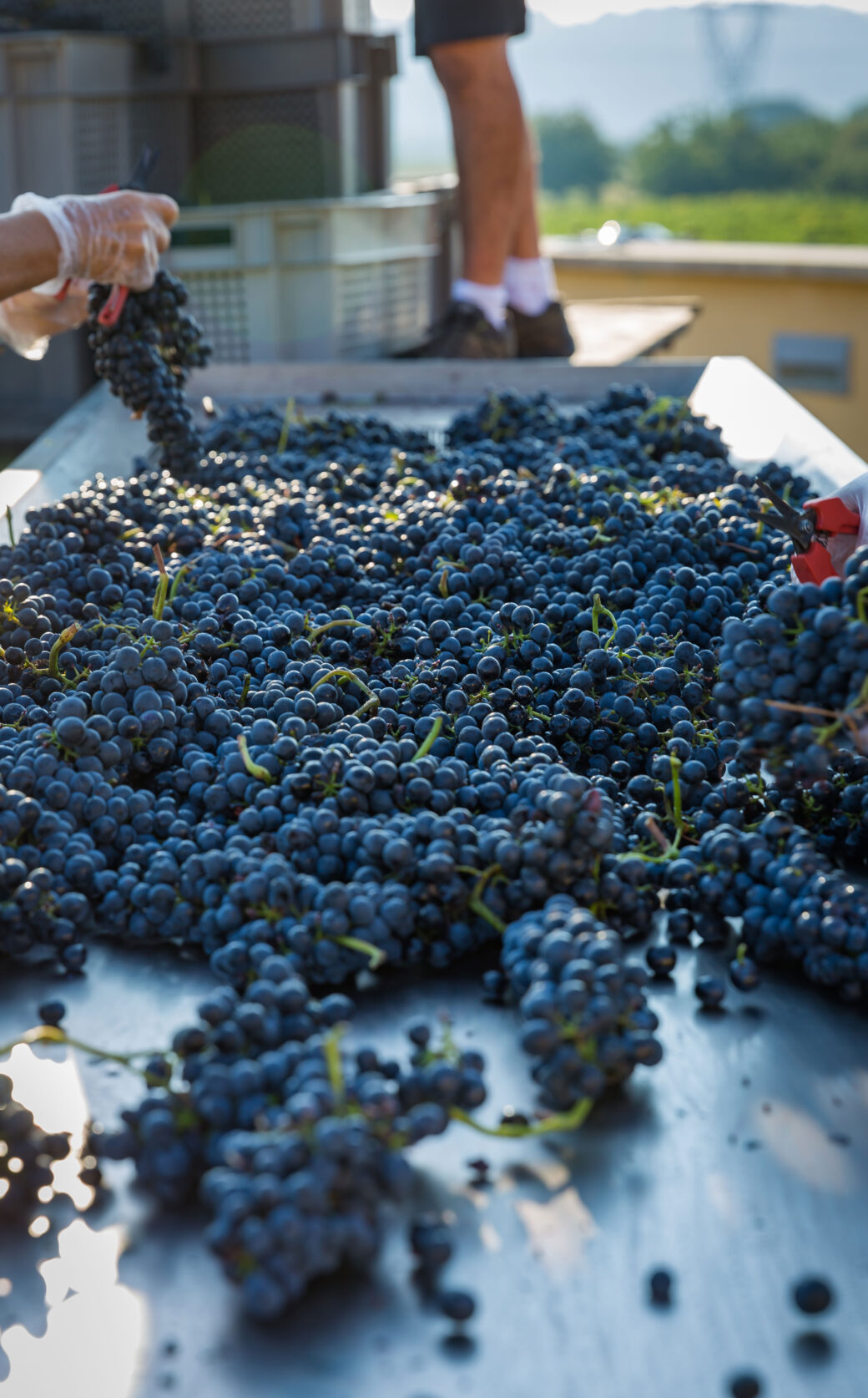 Domaine Les Bruyeres (David Reynaud)